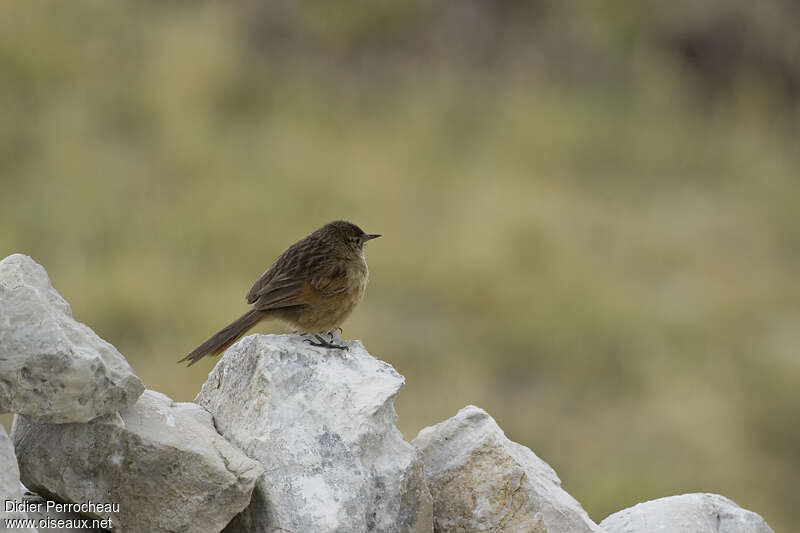 Streak-backed Canasteroadult, identification