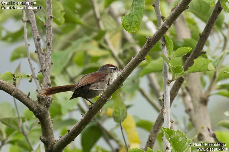 Line-cheeked Spinetail