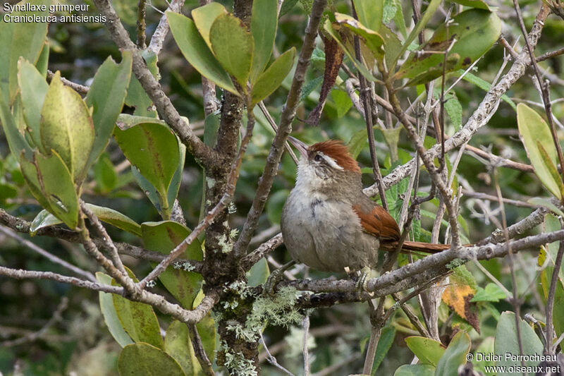 Line-cheeked Spinetail