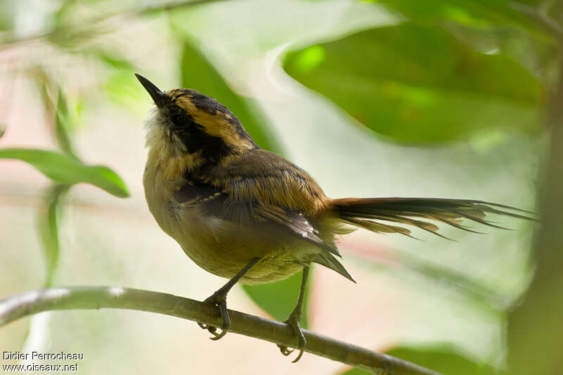 Thorn-tailed Rayaditoadult, pigmentation, Behaviour