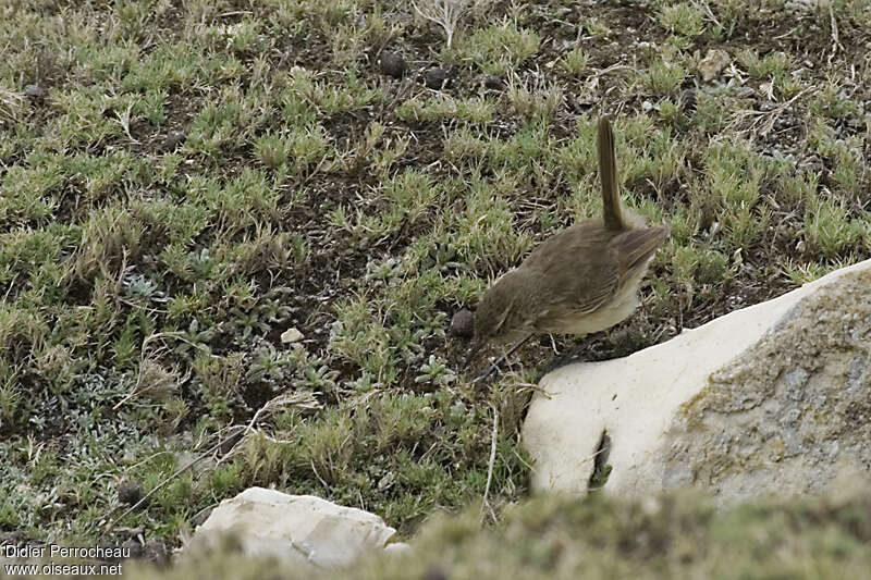 Synallaxe terrestre, pêche/chasse