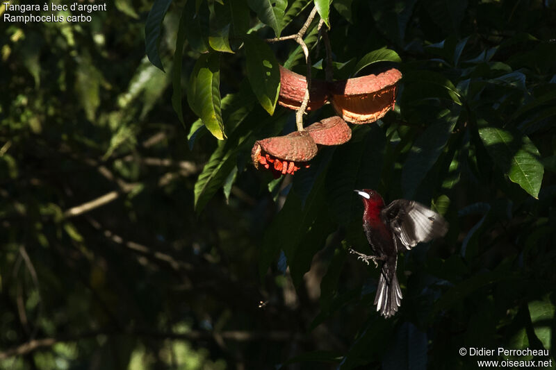 Silver-beaked Tanager