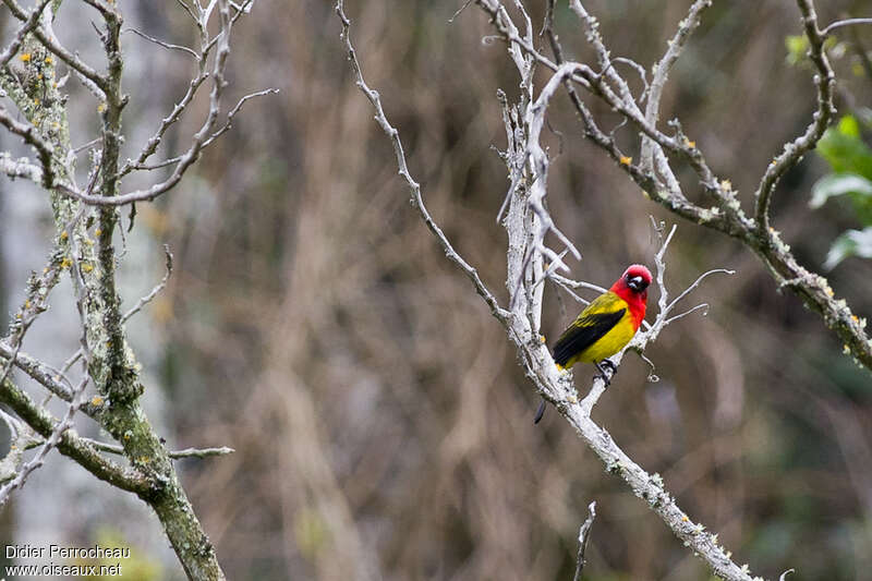 Red-hooded Tanager