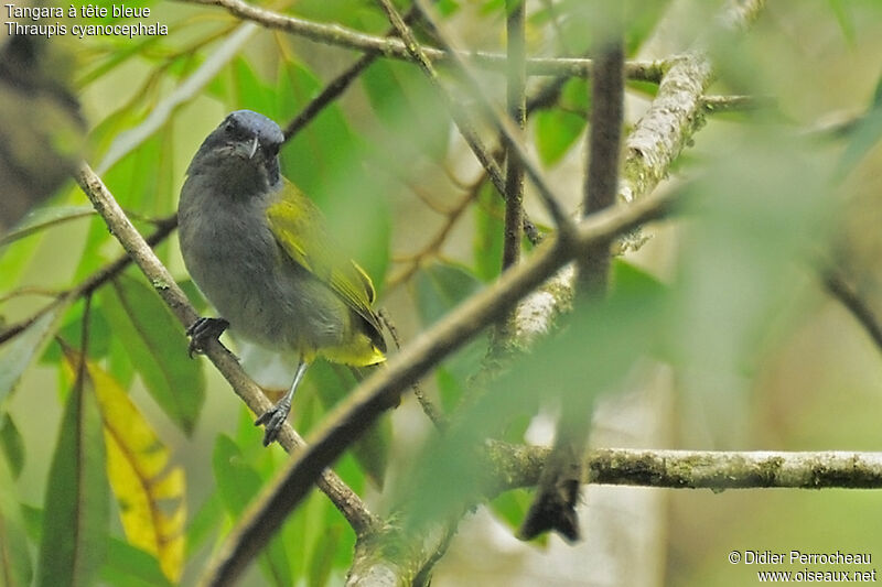 Blue-capped Tanager