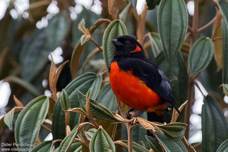 Tangara à ventre rouge mâle adulte, habitat