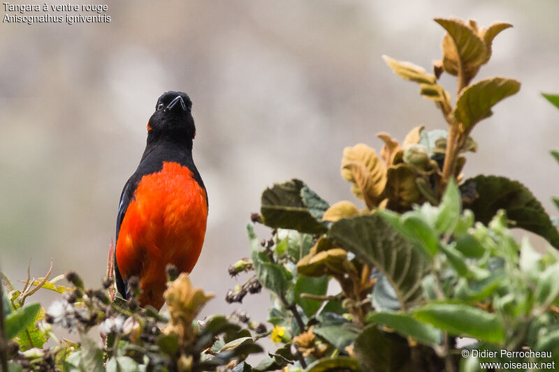 Scarlet-bellied Mountain Tanager