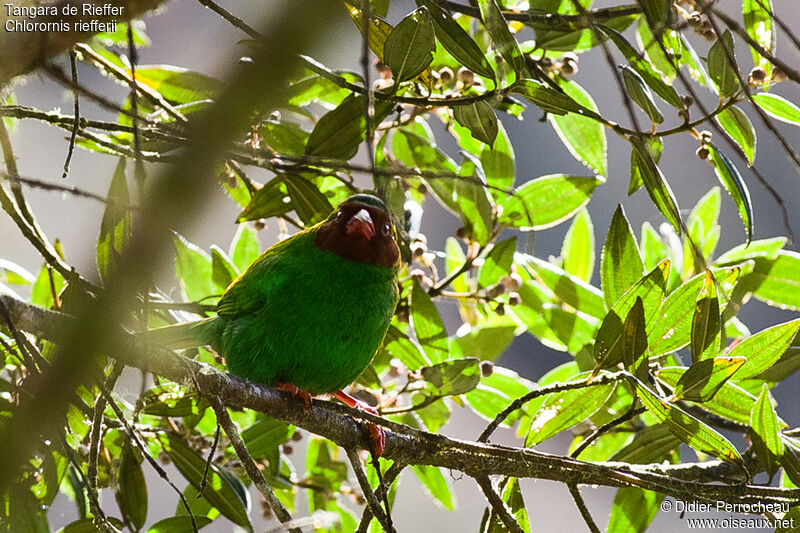 Grass-green Tanager