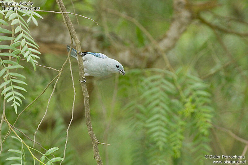 Blue-grey Tanager