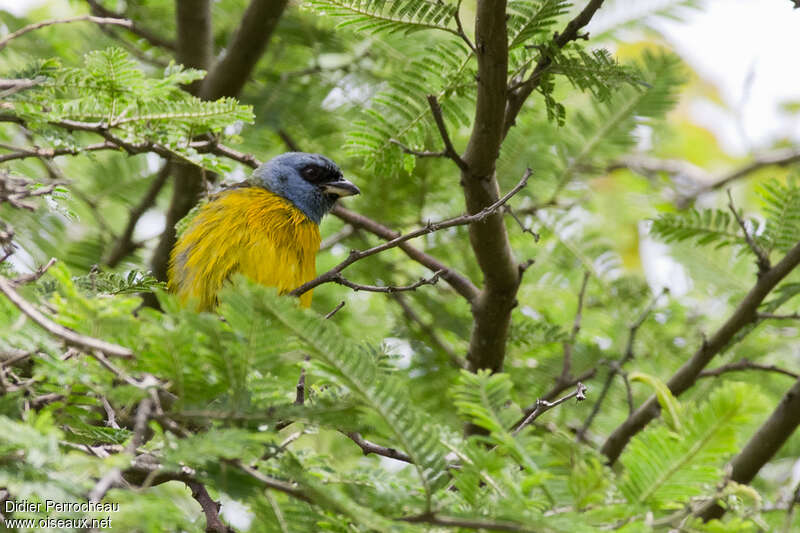 Blue-and-yellow Tanager male, close-up portrait