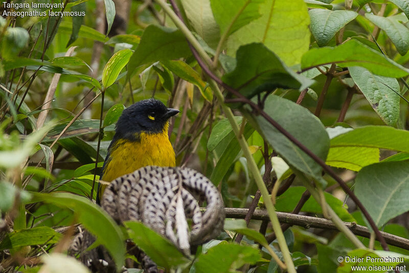 Lacrimose Mountain Tanager