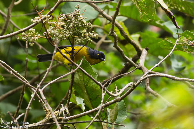 Tangara larmoyantadulte, mange