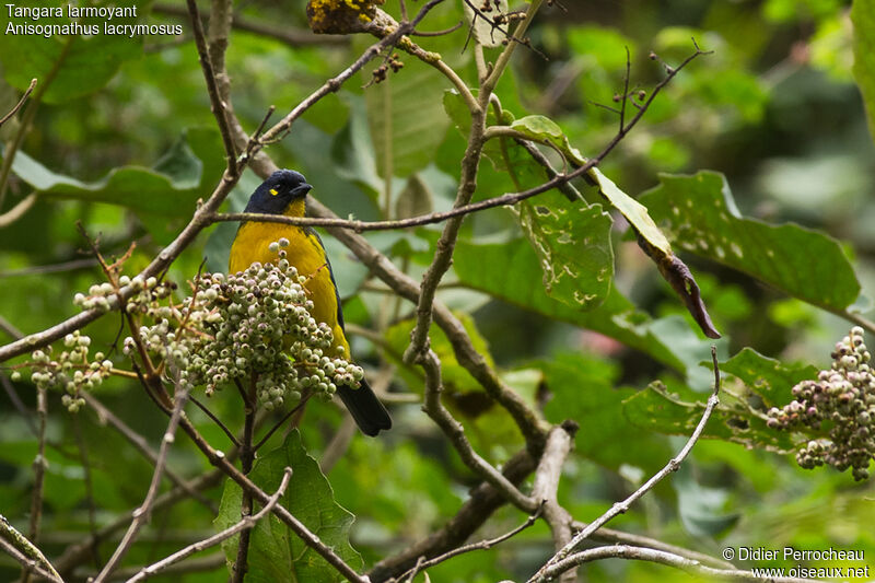 Lacrimose Mountain Tanager