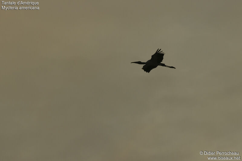 Wood Stork