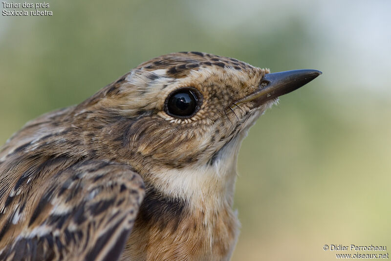 Whinchat