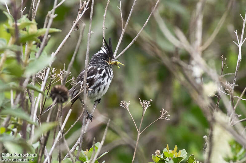 Black-crested Tit-Tyrantadult, feeding habits