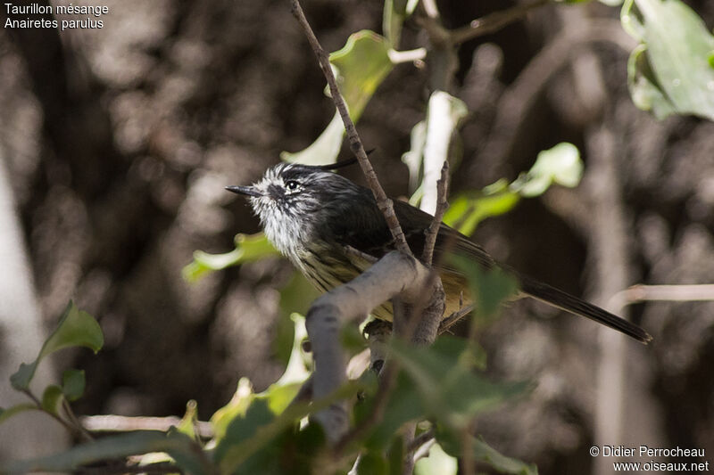 Tufted Tit-Tyrant