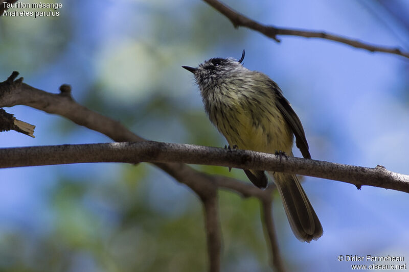 Tufted Tit-Tyrant