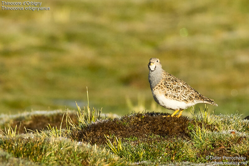 Grey-breasted Seedsnipe