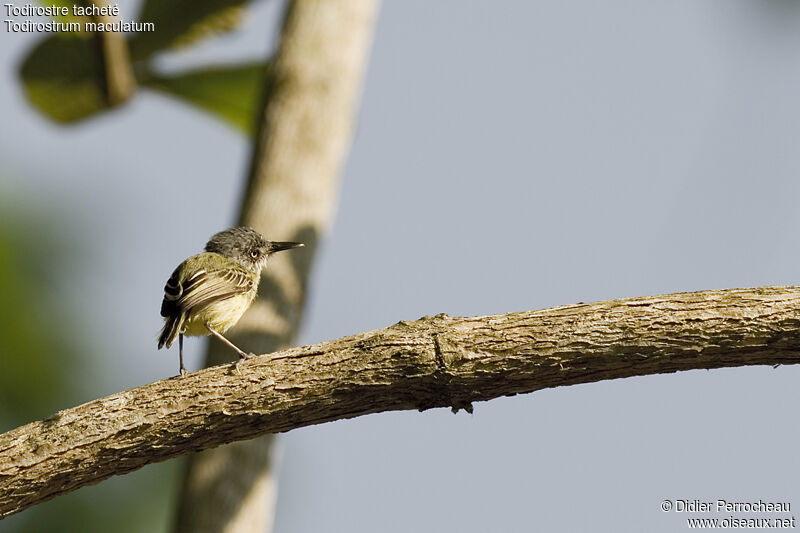 Spotted Tody-Flycatcherimmature