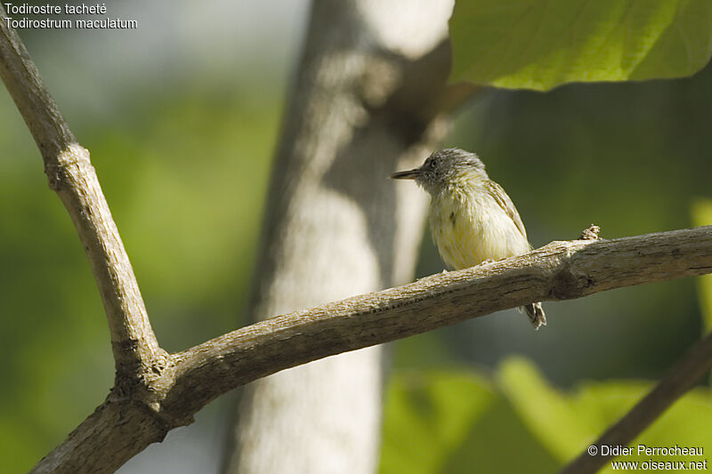 Todirostre tachetéimmature