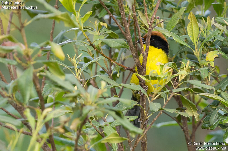 Yellow-breasted Brushfinch