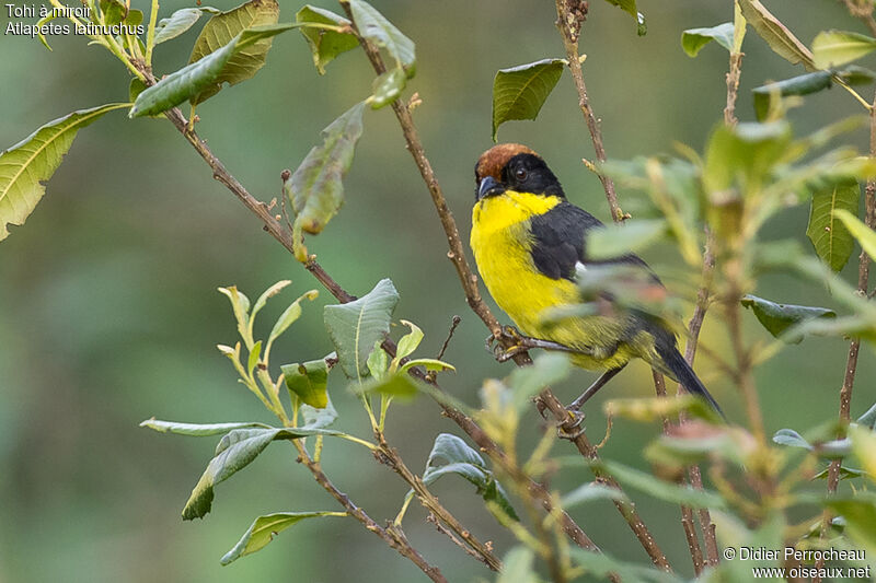 Yellow-breasted Brushfinch