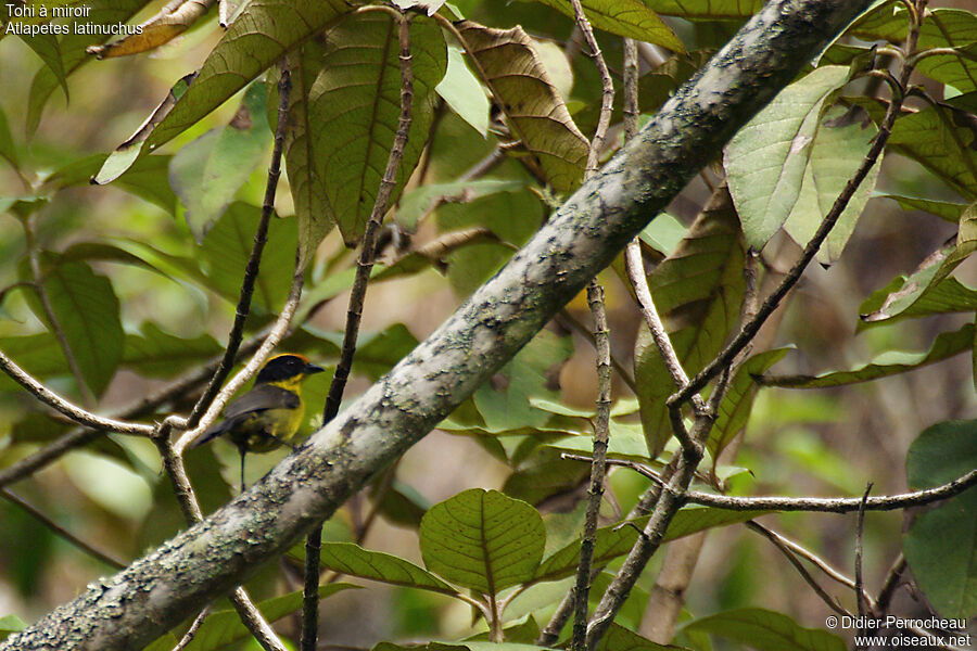 Tohi à miroiradulte, habitat, pigmentation