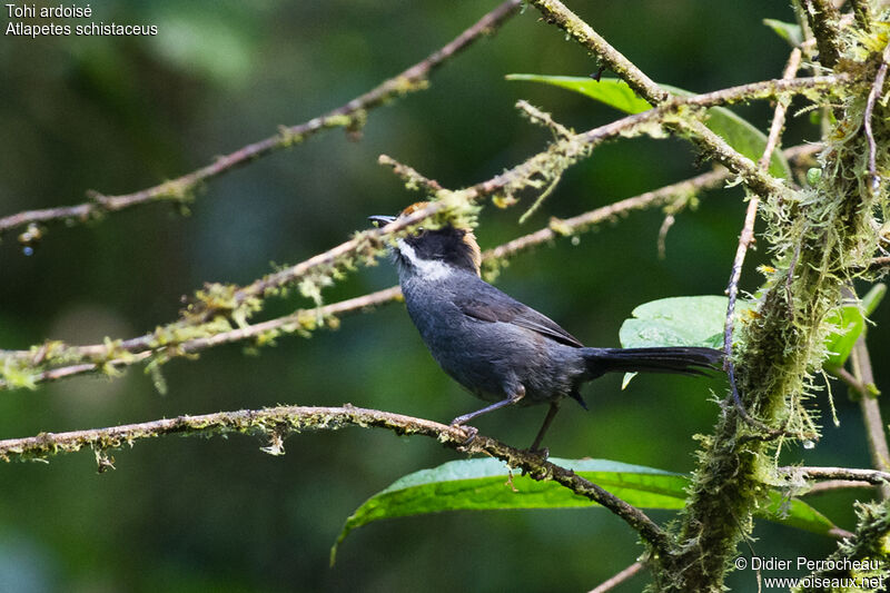 Slaty Brushfinch