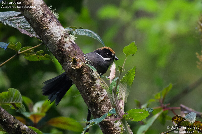 Slaty Brushfinch