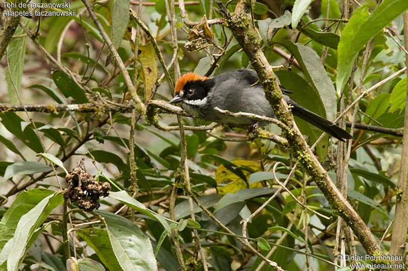 Taczanowski's Brushfinch