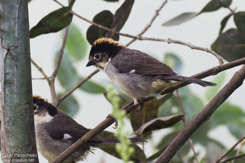 Tohi leucoptèreadulte, identification