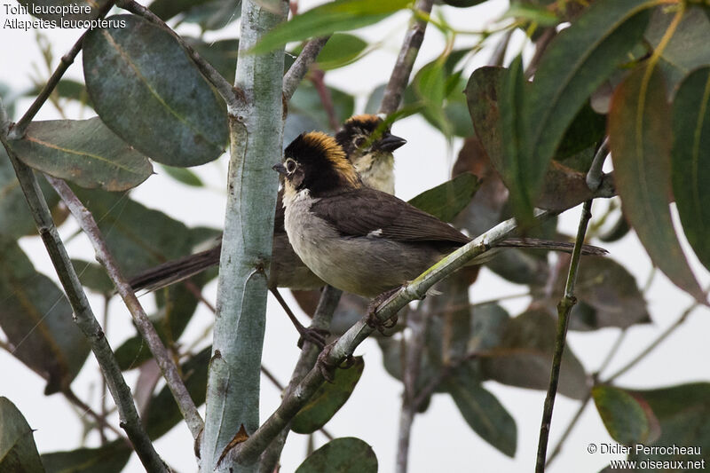 Tohi leucoptère