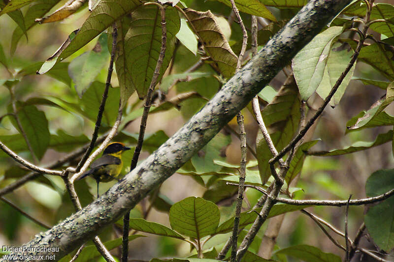 Tohi tricoloreadulte, habitat, pigmentation