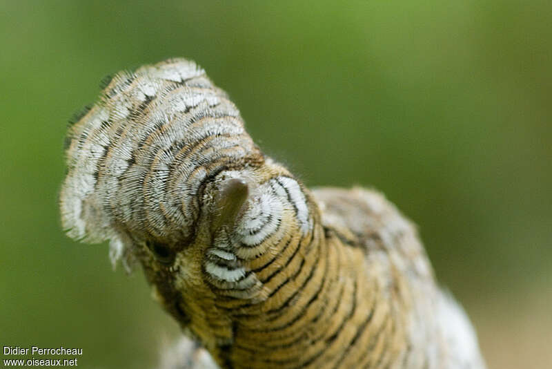 Eurasian Wryneck, close-up portrait