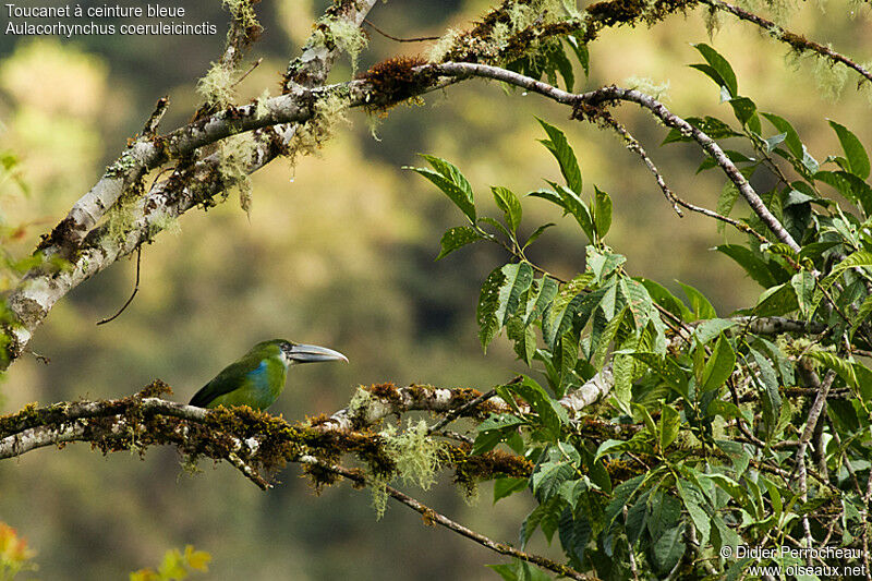 Toucanet à ceinture bleue