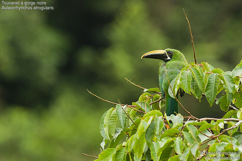 Toucanet à gorge noire