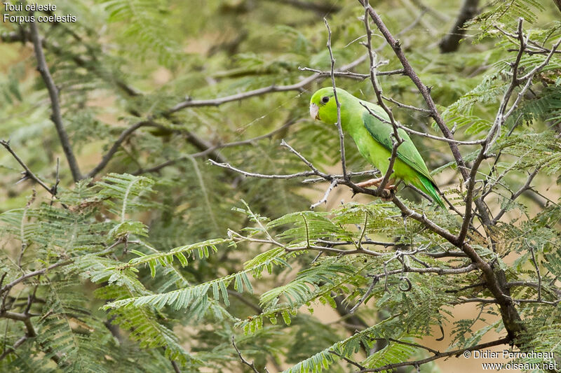 Pacific Parrotlet