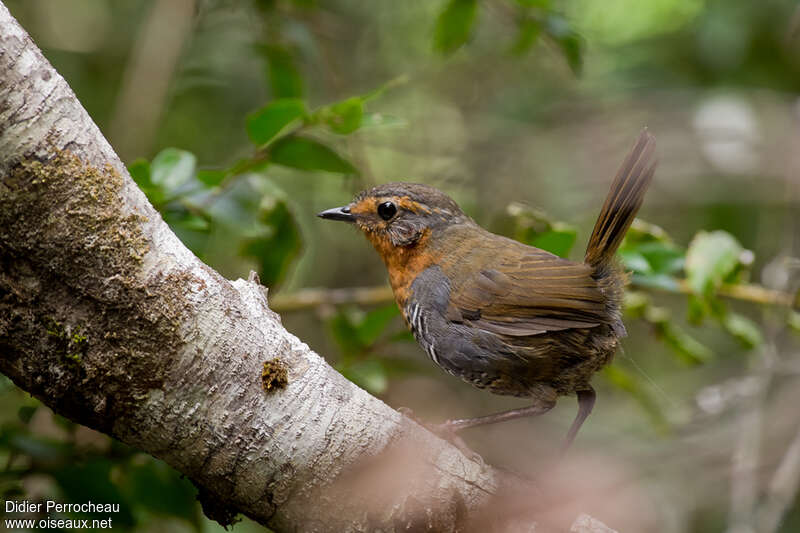 Chucao Tapaculo