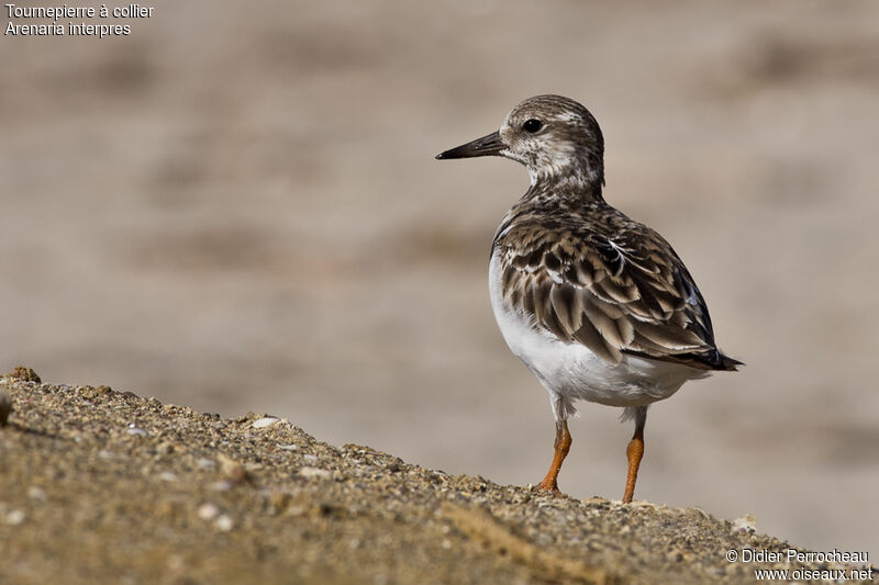 Ruddy Turnstone