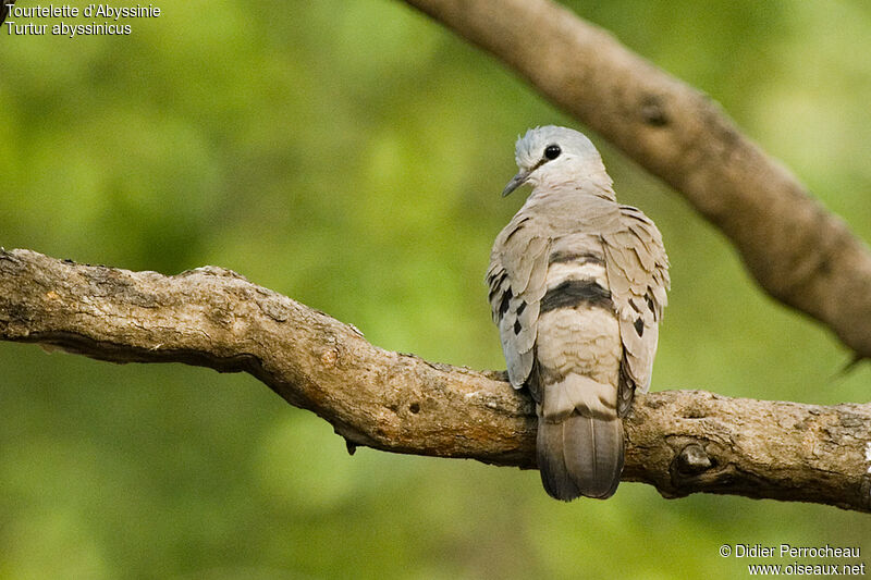 Black-billed Wood Doveadult