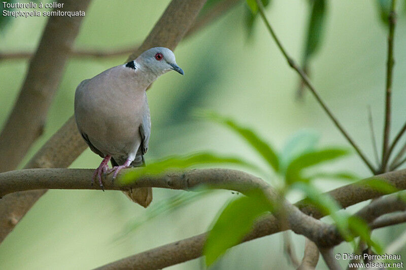 Red-eyed Dove