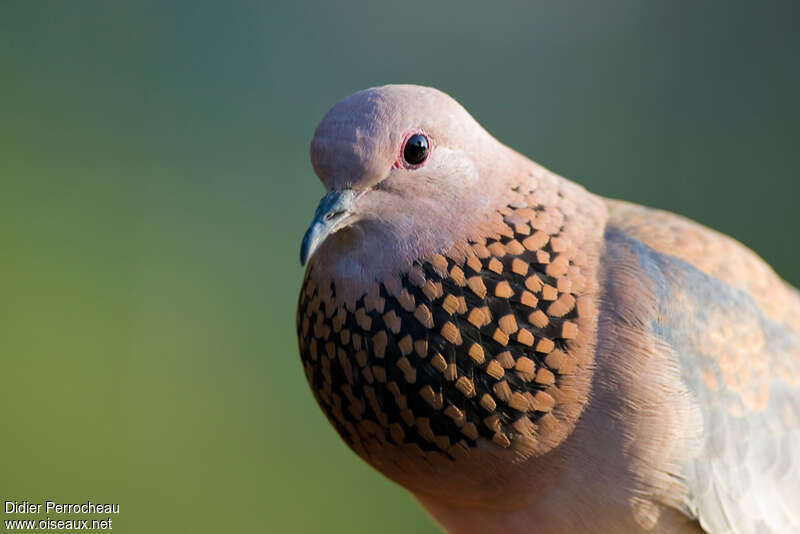 Laughing Doveadult, Reproduction-nesting