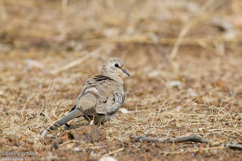 Namaqua Dove female Second year, pigmentation