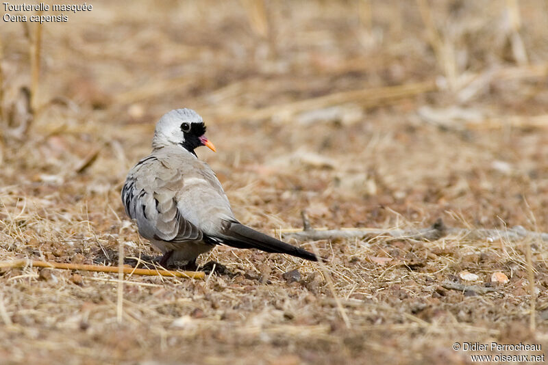 Namaqua Dove male