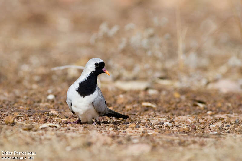 Namaqua Dove male, identification