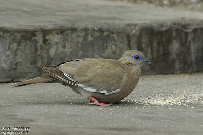 Tourterelle mélodieuseadulte