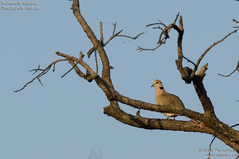 Vinaceous Dove