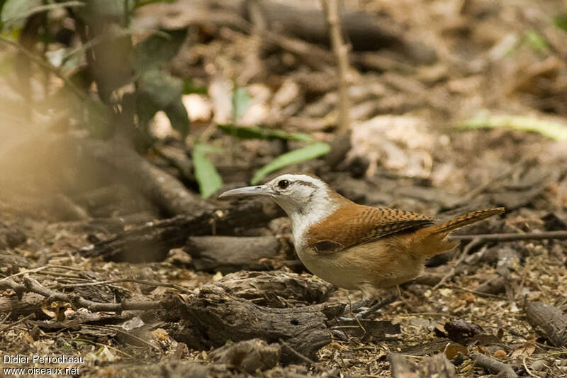 Superciliated Wrenadult, identification