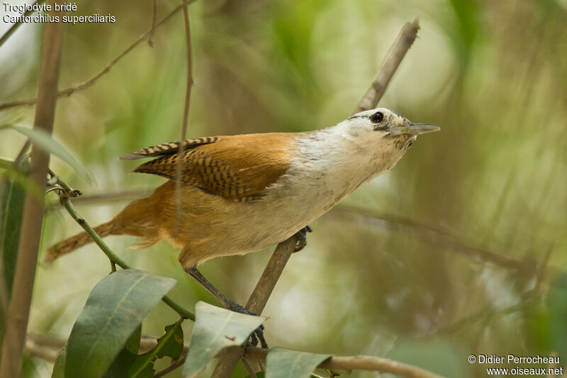 Superciliated Wren