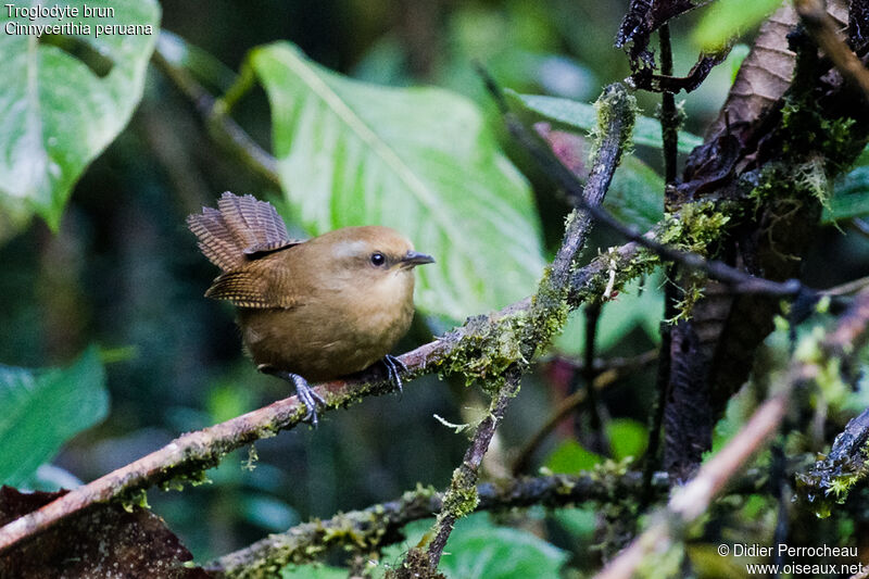 Troglodyte brunjuvénile